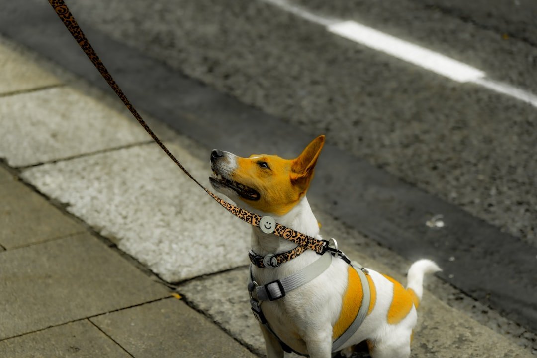 découvrez les bienfaits de la marche rapide pour votre santé et votre bien-être au quotidien.