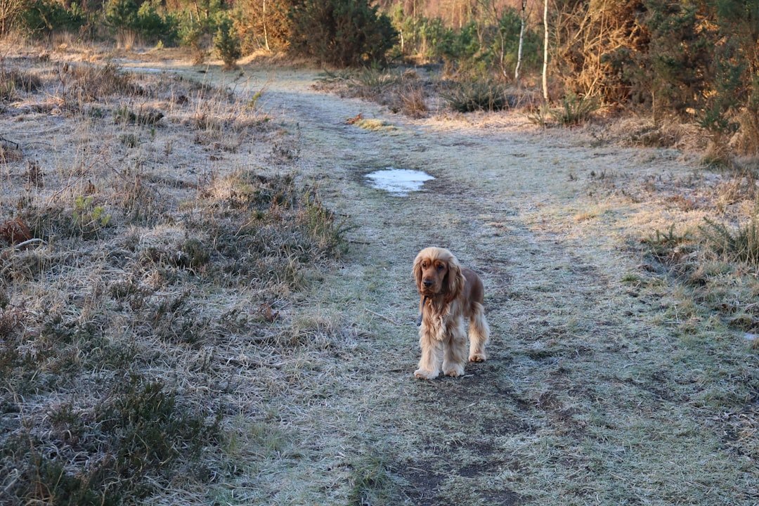 découvrez les bienfaits de la marche rapide pour votre santé et votre bien-être. améliorez votre forme physique, brûlez des calories et stimulez votre énergie grâce au brisk walking.