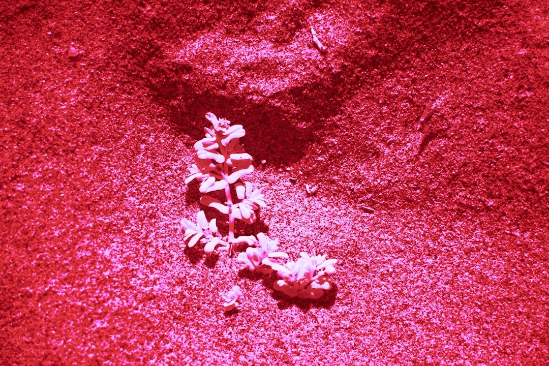 découvrez les bienfaits des polyphénols, des composés naturels aux puissantes propriétés antioxydantes, essentiels pour la santé et la protection cellulaire.